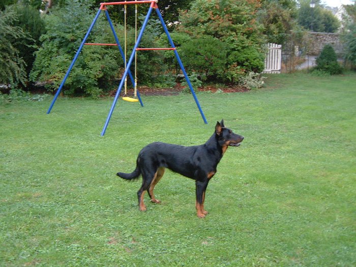 Birmane De Montclea (32)